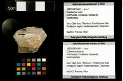 Foto (Objekt + Etiketten) von Culmenformosa sp. 